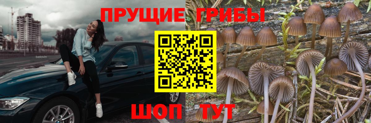 Галлюциногенные грибы Psilocybine cubensis Сунжа
